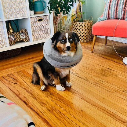 collerette-chien-gonflable-gris-convalescence