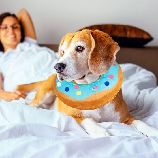 collerette-chien-lavable-anti-stress