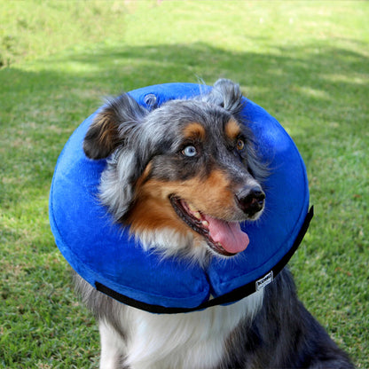 collerette-chien-post-operatoire