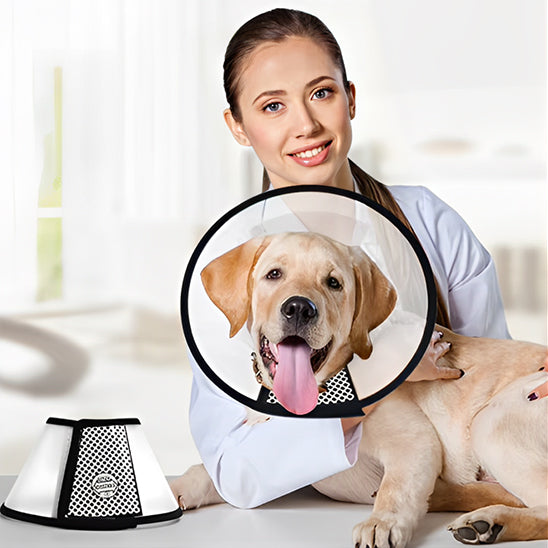 collerette-chien-profil-usage