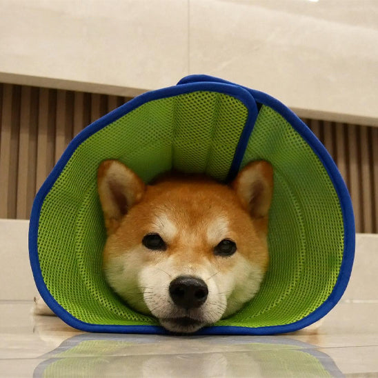 collerette-chien-recuperation-rapide