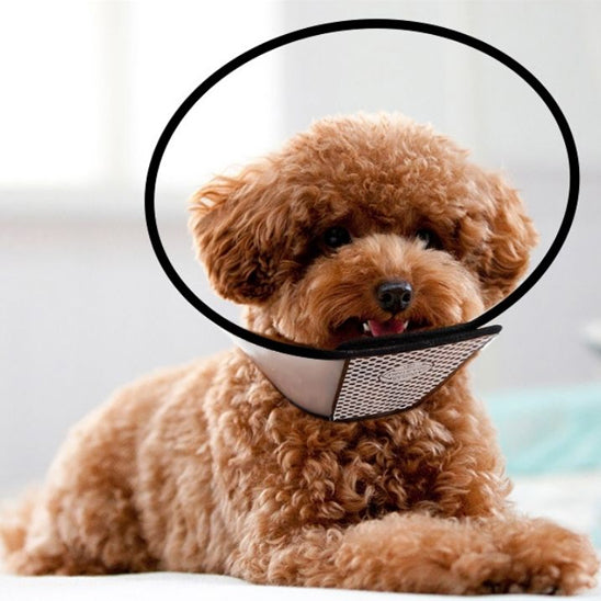 collerette-chien-tailles-comparees