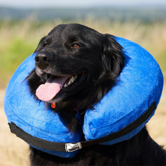 collerette-gonflable-chien-moyenne-taille