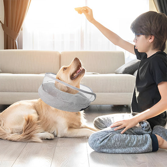 collerette-pour-chien-confortable