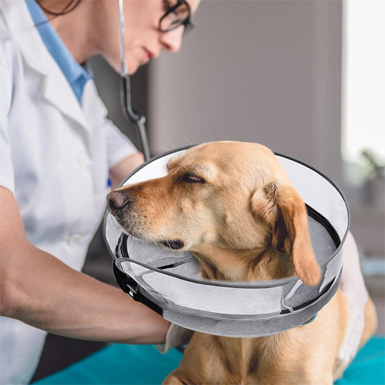 collerette-pour-chien-post-op