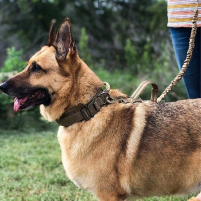 collier-chien-avec-laisse