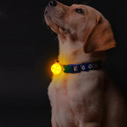 collier-chien-balade-nocturne