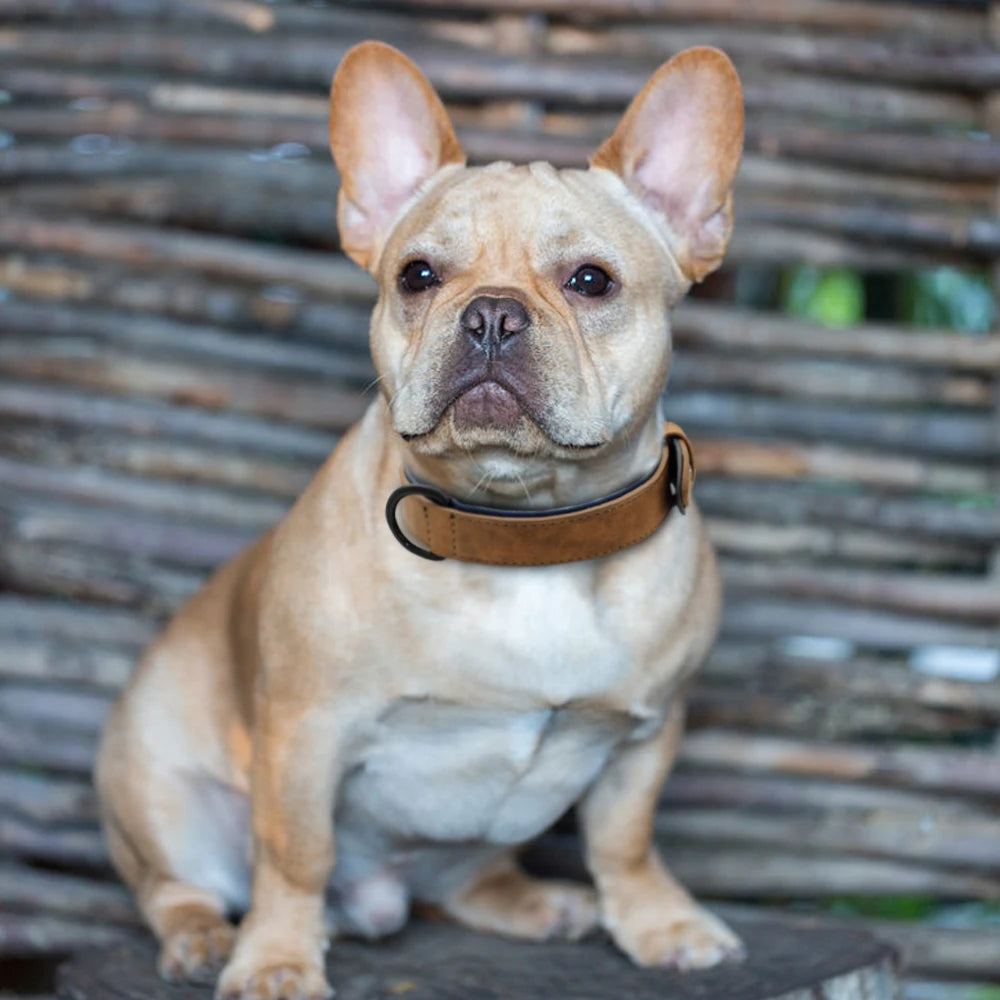 collier-chien-cuir-premium