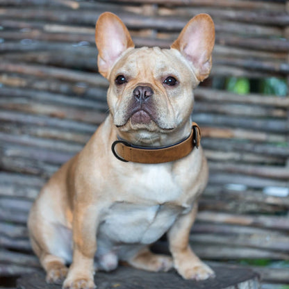 collier-chien-cuir-premium