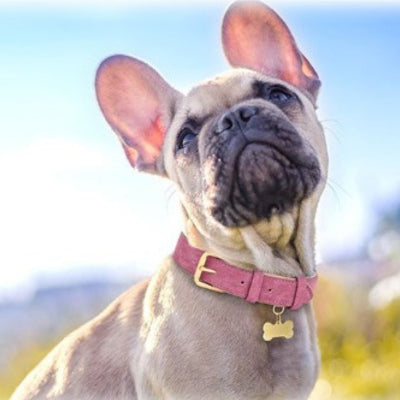 collier-chien-elegant-en-cuir