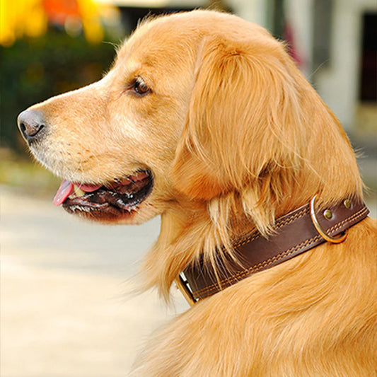 collier-chien-en-cuir-marron