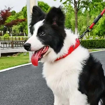 collier-chien-fixation-solide-durable