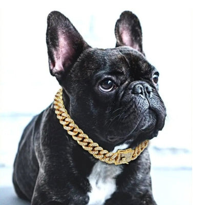 collier-chien-mignon-bouldog-francais