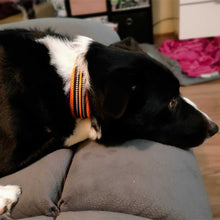 Charger l&#39;image dans la galerie, collier-chien-multicolore-TrueLove
