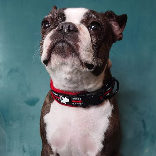 collier-chien-noir-sécurisé