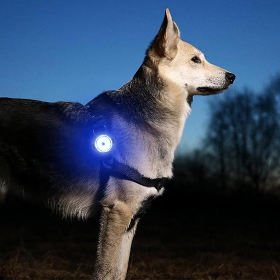 collier-chien-rechargeable-usb
