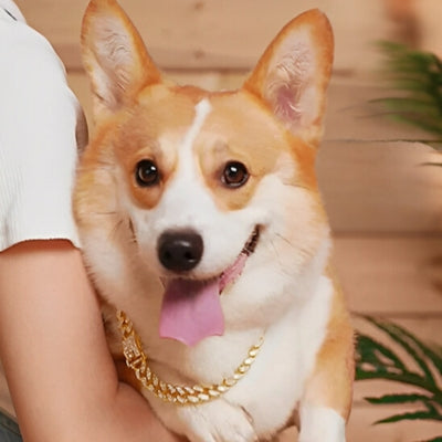 collier-chien-sublime