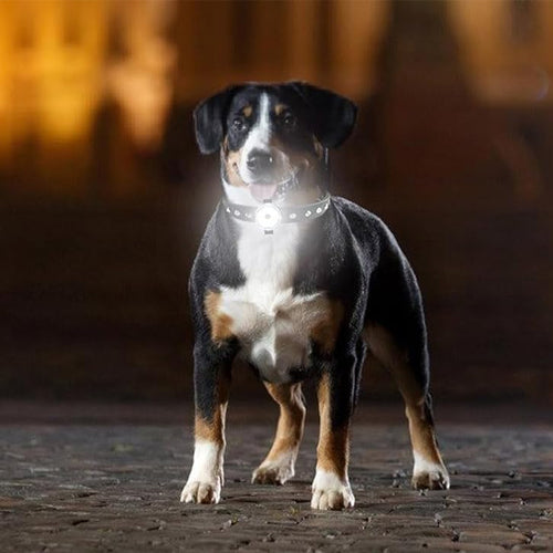 collier-chien-visibilite-nuit
