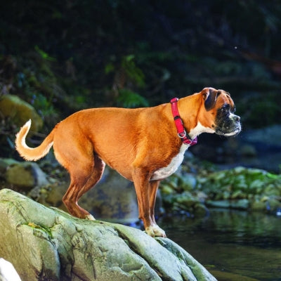 collier-neoprene-confort-pour-chien