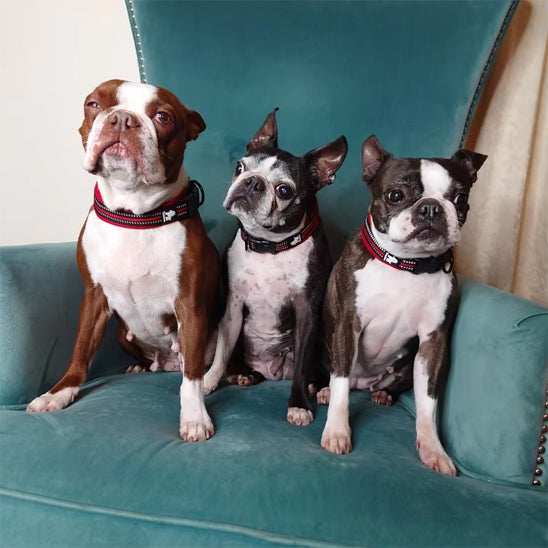 collier-pour-chien-fuchsia-respirant