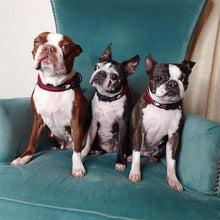 Charger l&#39;image dans la galerie, collier-pour-chien-fuchsia-respirant
