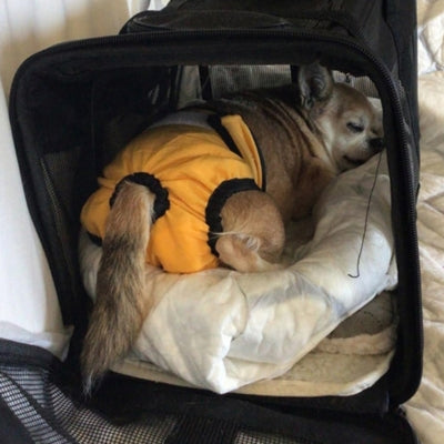 couche-chien-malade-handicape