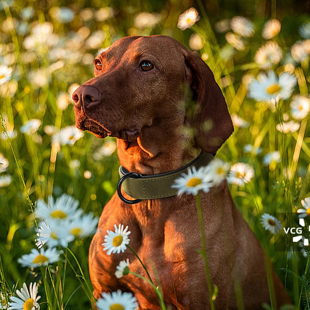 cuir-pour-chien-confort-style