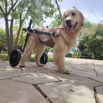 fauteuil-roulant-chien-grand