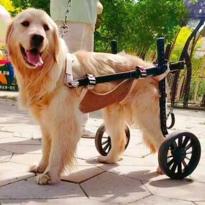 fauteuil-roulant-chien-grande-roue