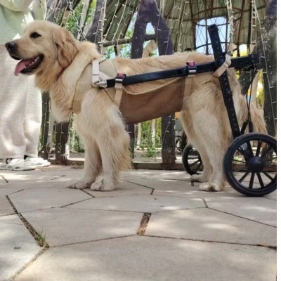 fauteuil-roulant-chien-roues-robustes