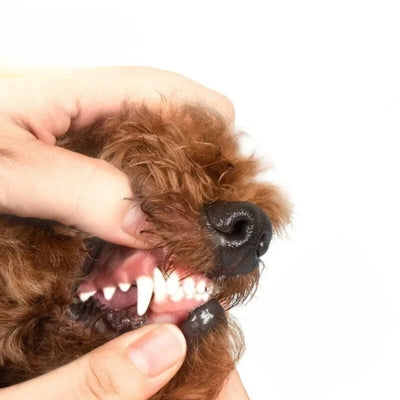 friandise-pour-chien-pour-aide-au-detartrage