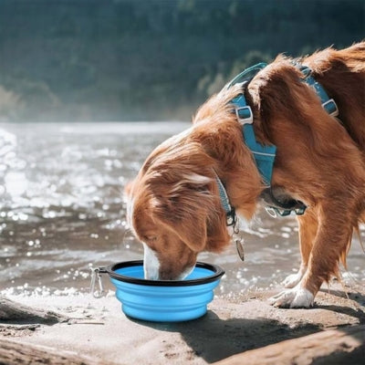 gamelle-pliable-pour-chien-camping