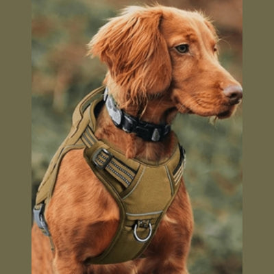 harnais-pour-chien-Nomad-pour-la-chasse