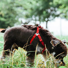 Charger l&#39;image dans la galerie, harnais-pour-chien-léger-rouge
