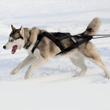 Charger l&#39;image dans la galerie, harnais-pour-chien-pour-tirer-noir
