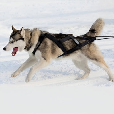 harnais-pour-chien-pour-tirer-noir