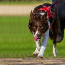 Charger l&#39;image dans la galerie, harnais-pour-chien-pour-tracter
