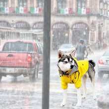 Charger l&#39;image dans la galerie, imperméable-pour-chien-sécurité
