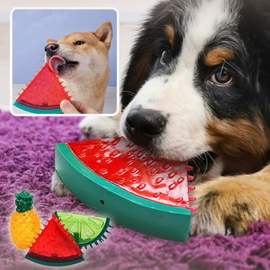 jouet-interactif-pour-chien-été