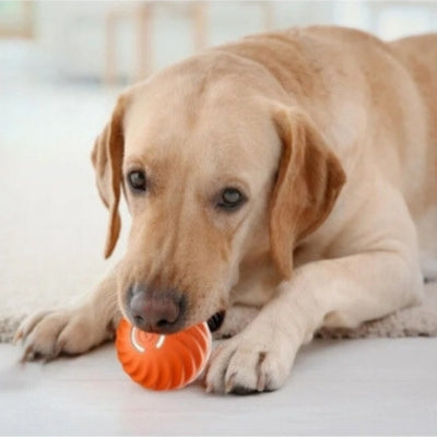 jouet-pour-chien-balle-interactive-intelligente