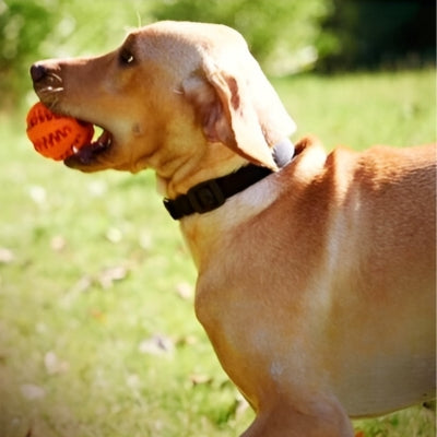 jouet-pour-chien-boulding-educatif