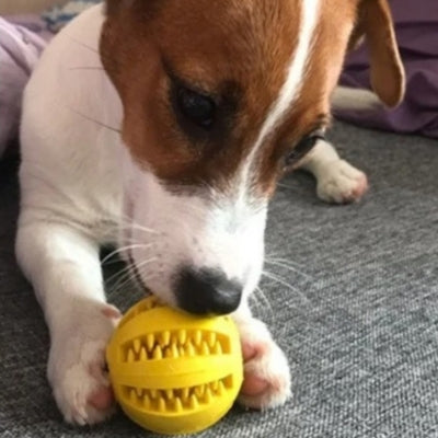 jouet-pour-chien-boulding-jaune-et-educatif