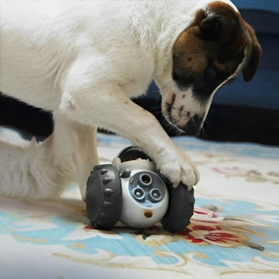 jouet-pour-chien-distributeur-de-friandise-noir