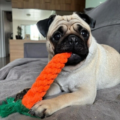 jouet-pour-chien-le-Carlin