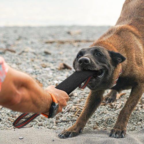 Jouet pour chien || k2bonheur™ - Fidèle Compagnon