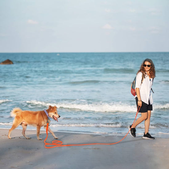 laisse-chien-longue-et-solide-parfaite-pour-le-rappel