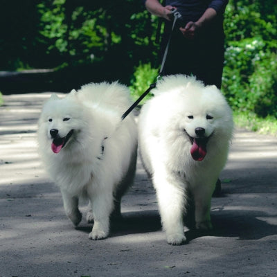 laisse-double-pour-chien-facilite-de-la-marche