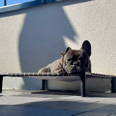 lit-pour-chien-exterieur