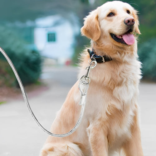 longe-chien-camping-sécurisée