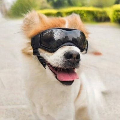 lunette-pour-chien-UV-noir